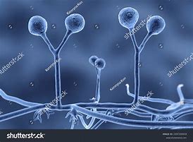 Image result for Fungi without Hyphae