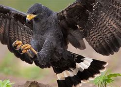 Image result for Black Hawk Bird