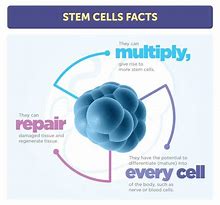 Image result for Blood Stem Cells