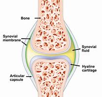 Image result for What Is Synovial Membrane