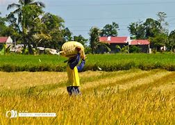 Image result for Palay Plant