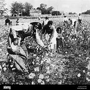 Image result for Black Picking Cotton