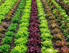 Image result for Agrarians Farming