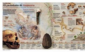 Image result for Anthropology Human Evolution