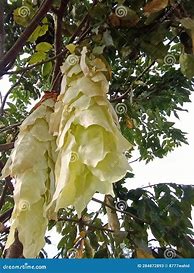 Image result for White Pupae On Tree Branches