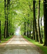 Image result for Forest Walk Path