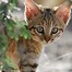 Image result for Serval Cat Pics