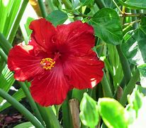 Image result for New Zealand Summer Flowers