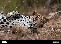 Image result for Leopard Lying