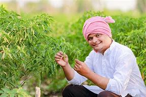 Image result for Chilli Farming