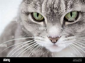 Image result for Gray Tabby Olive Eyes