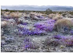 Image result for The Pinto Culture of the Mojave Desert