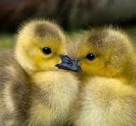 Image result for Geese Nest