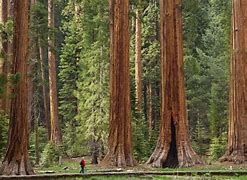 Image result for Sequoia National Park Views