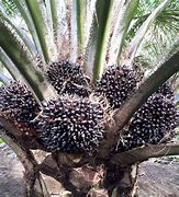 Image result for Kandungan KELAPA SAWIT