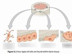 Image result for Layers of Bone Cells Simple