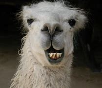 Image result for Llama Tierna