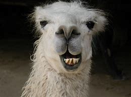 Image result for Giant Llama