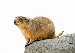 Image result for Prairie Dog PFP