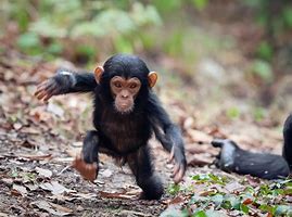 Image result for Chimps Riding Bicycles