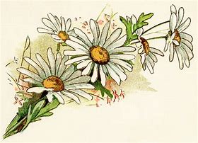 Image result for Simple Daisy Flower Clip Art