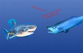 Image result for Barracuda vs Shark