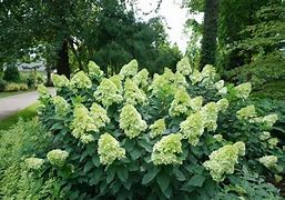 Image result for Hydrangea Pan Limelight Prime