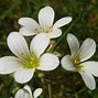 Image result for Green Roof Garden