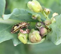 Image result for Tarnished Plant Bug