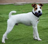 Image result for Parson Russell Terrier