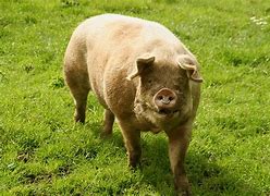 Image result for Pig Nose Ring