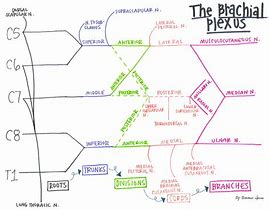 Image result for Brachial Plexus Innervation Chart