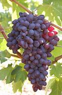 Image result for Hardy Table Grape