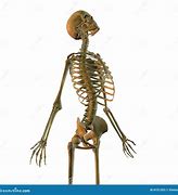 Image result for A Human Skeleton