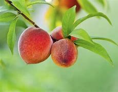 Image result for Identify Peach Tree