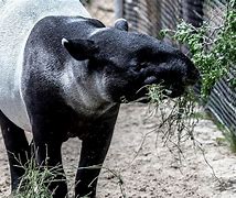 Image result for Tapir Habitat