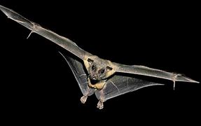 Image result for Arabic Bats