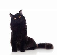 Image result for Black Cat Breeds