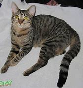 Image result for Black and Grey Tabby Cat