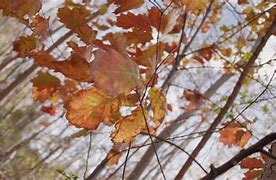 Image result for Windy Leaves