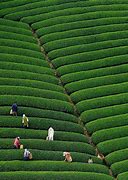 Image result for Tea Plantations Japan