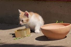 Image result for Kitten Drinking Water