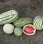 Image result for Yellow Meated Watermelon