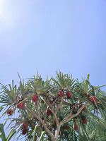 Image result for One Piece Devil Fruit Tree