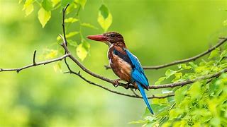 Image result for Kingfisher Wallpaper 4K