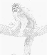 Image result for Monkey Anatomy Diagram