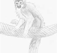 Image result for Monkey Anatomy Diagram