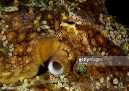 Image result for Octopus Bimaculoides