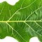 Image result for Senna Leaf PNG