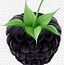 Image result for Free Clip Art Blackberries